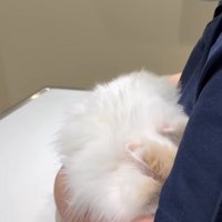 横顔が見えている看護師の腕の中に顔を隠している猫