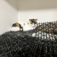 トゲトゲマットに座る三毛猫