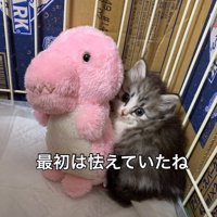 怯える子猫2
