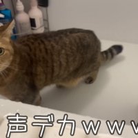 大きな声を出す猫