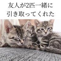 くっつく3匹の子猫