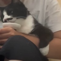 人に爪を切ってもらう猫
