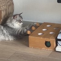 スイッチから手を離している猫