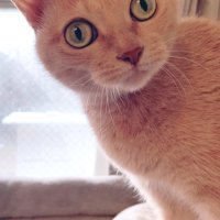 目を丸くする猫