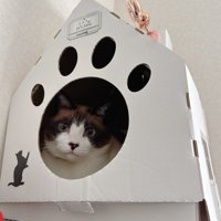 猫ハウスのぽんちゃん