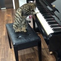 ピアノの椅子に座っている猫