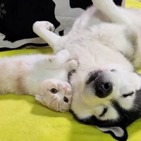 くっつくふたり