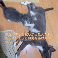 授乳中の成猫と子猫
