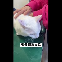 慣れているハクくん