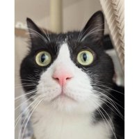 猫の顔