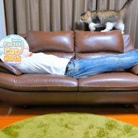 ソファの背もたれを歩く猫