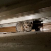 隠れている子猫