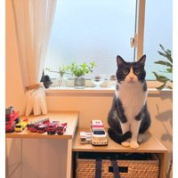 室内にいる猫