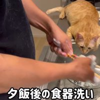 シンクに這いつくばる猫