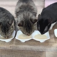 ミルクを飲んでいる子猫