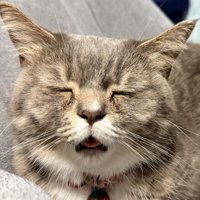 寝ている猫の顔
