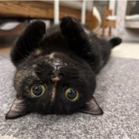 室内にいる猫