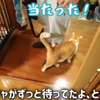 足元にすり寄るチャチャ君