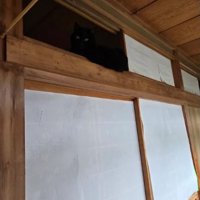 押し入れにいる猫