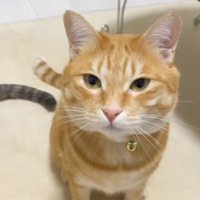 お座りをしている茶トラ