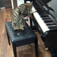 ピアノの椅子に座っている猫
