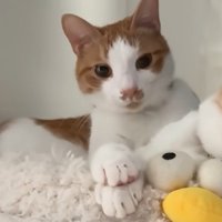 ベッドの上で寝ている二匹の猫