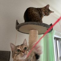 猫じゃらしで遊ぶ2匹の猫