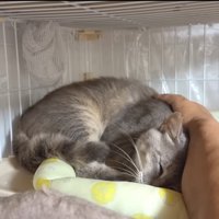 撫でられ猫ちゃん