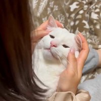 人に抱かれている猫