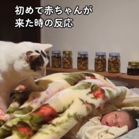 赤ちゃんを覗き込む猫