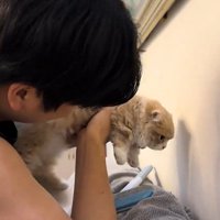 壁際で抱っこされた猫
