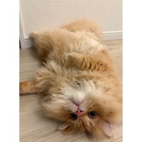 室内にいる猫