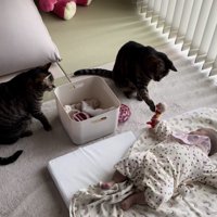 赤ちゃんが持つオモチャを肉球を開いて触る猫