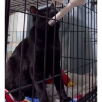 水を飲む猫