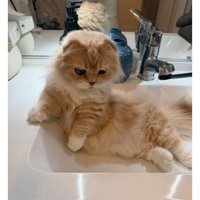 洗面台の猫
