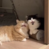 口を少し開けた2匹の猫