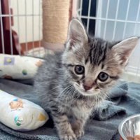 ケージの中の子猫