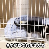 ケージから抜け出そうとする子猫