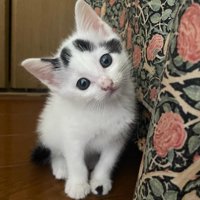首を傾げる子猫