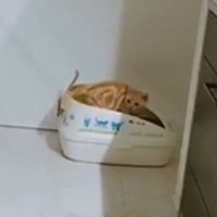 トイレの茶トラ