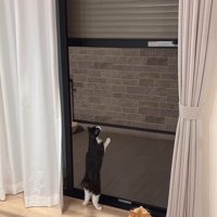 シャッターを見る猫たち