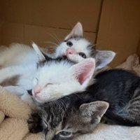 寄り添って寝る子猫たち