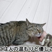 顔をなでられる猫