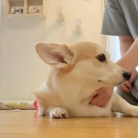 なでられている犬