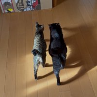 並んで歩く2匹の猫
