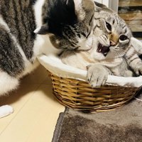 けんかする2匹の猫