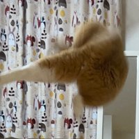 足蹴りする猫