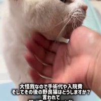 顔をなでられる猫