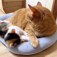 そっぽを向くうにくん