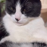 キャットタワーの上であおむけで寝ている猫